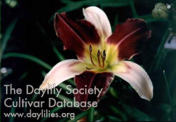 Daylily Sword of Honor